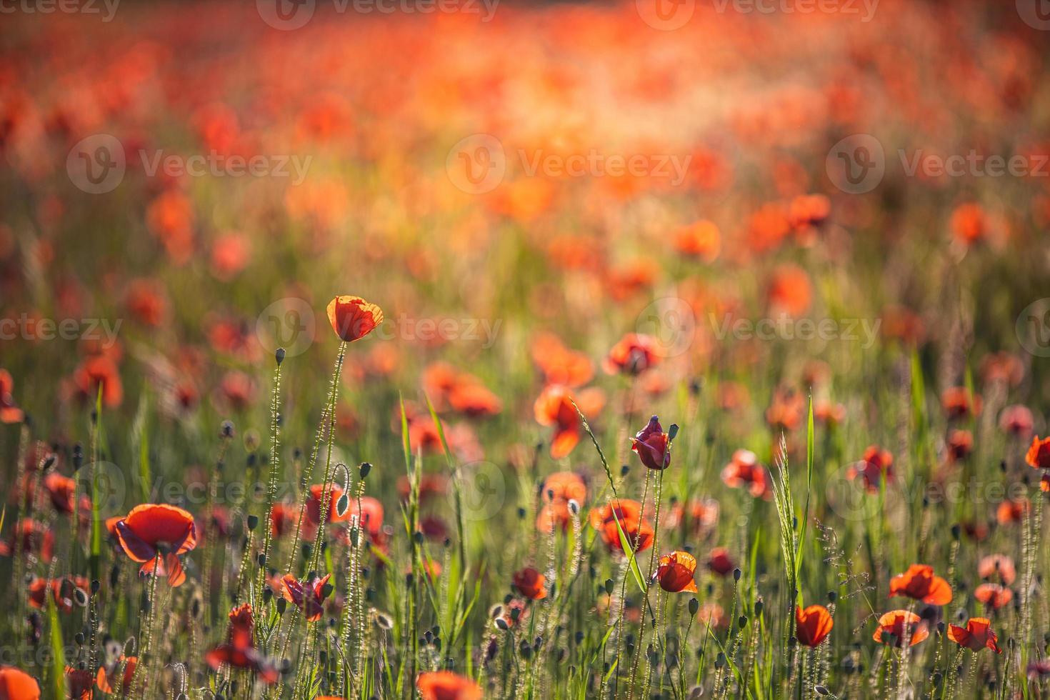 Wonderful landscape at sunset. Meadow field blooming red poppies. Wild flowers in springtime forest field. Amazing natural landscape in summertime. Peaceful nature sunny view on blurred bokeh light photo