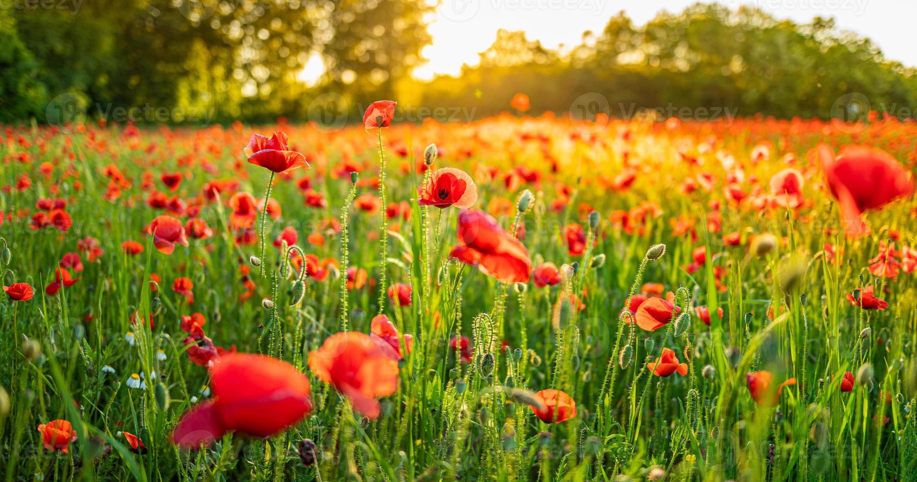 maravilloso paisaje al atardecer. amapolas rojas florecientes del campo del prado. flores silvestres en el campo del bosque de primavera. increíble paisaje natural en verano. naturaleza pacífica vista soleada sobre la luz bokeh borrosa foto