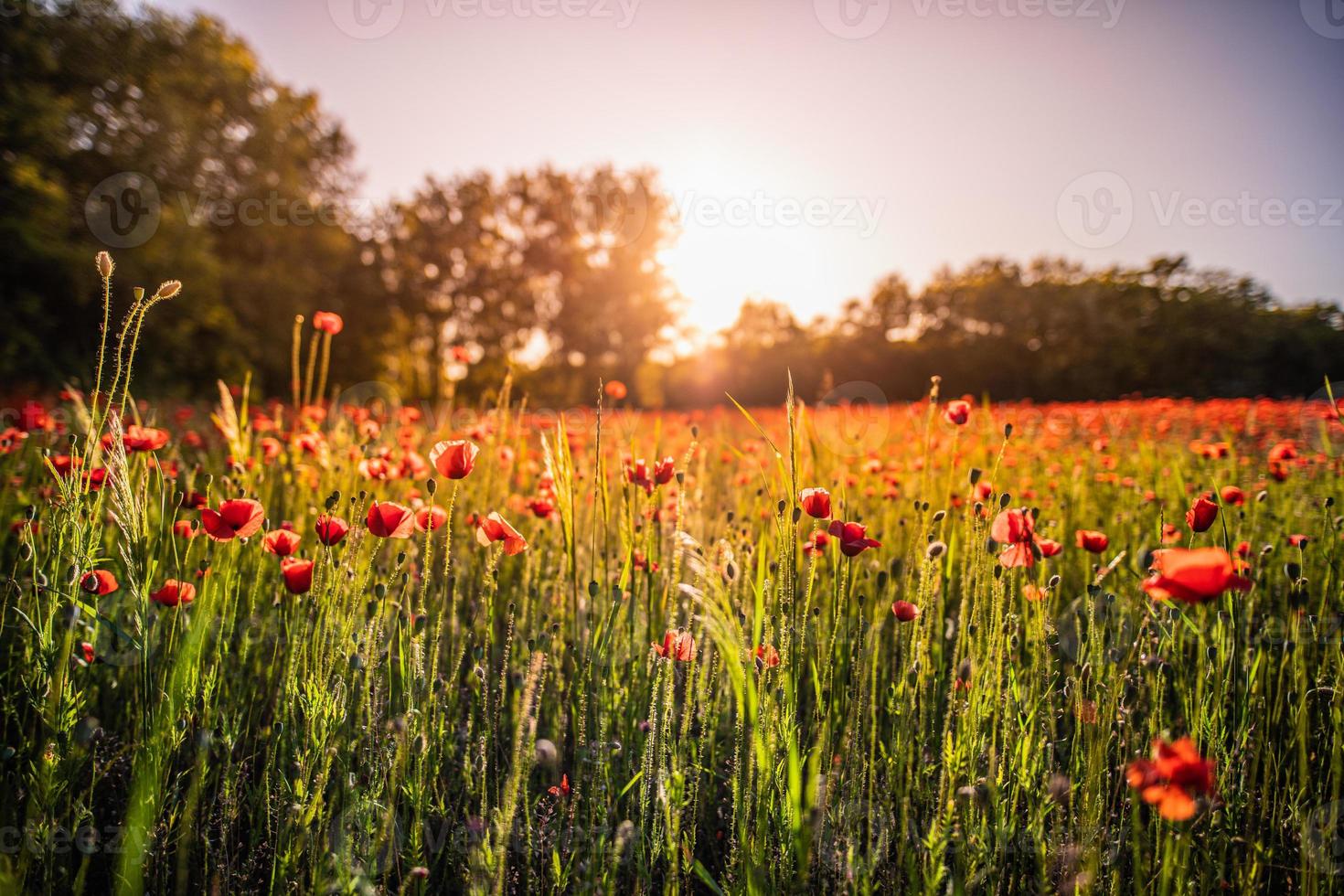 Wonderful landscape at sunset. Meadow field blooming red poppies. Wild flowers in springtime forest field. Amazing natural landscape in summertime. Peaceful nature sunny view on blurred bokeh light photo