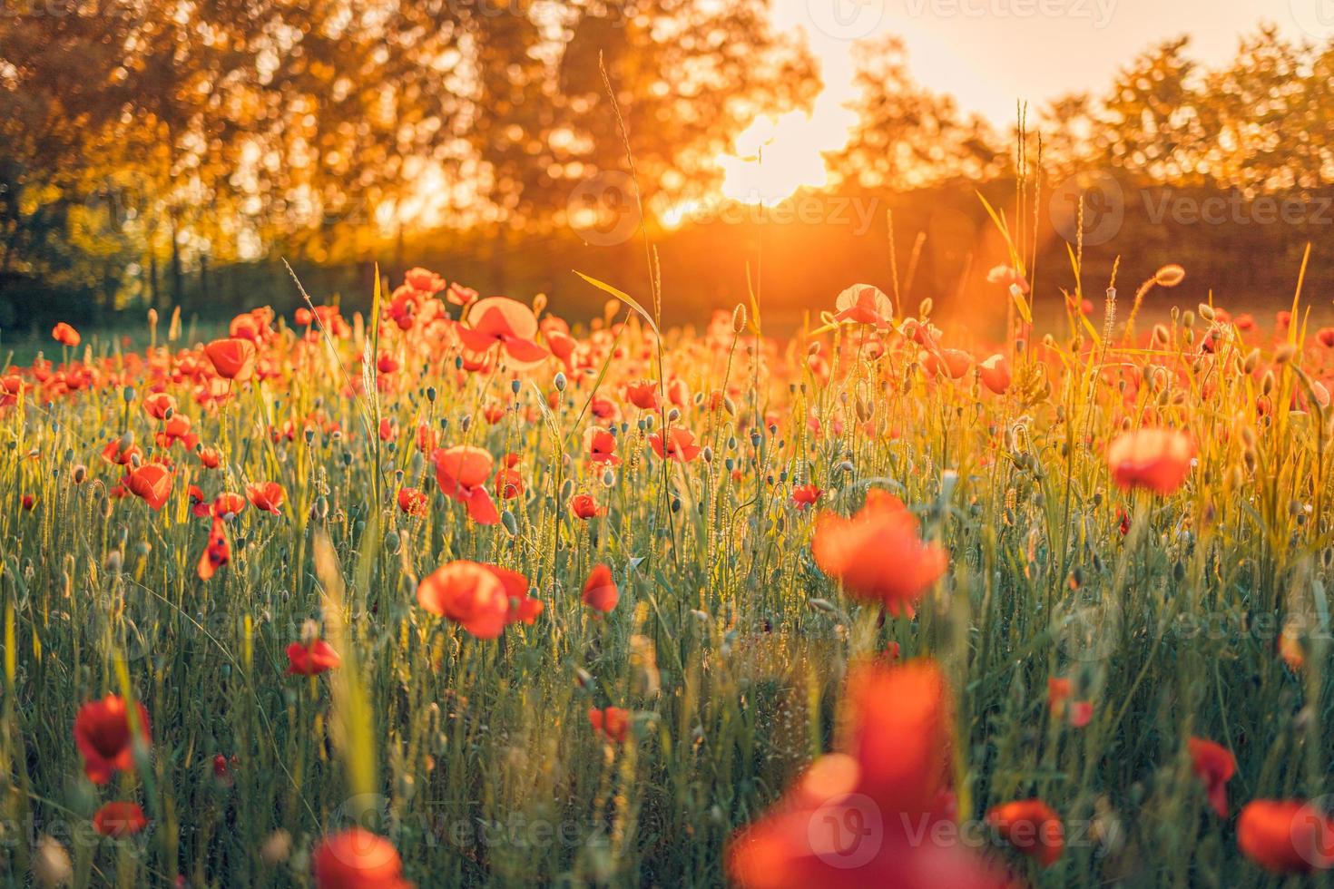 Wonderful landscape at sunset. Meadow field blooming red poppies. Wild flowers in springtime forest field. Amazing natural landscape in summertime. Peaceful nature sunny view on blurred bokeh light photo