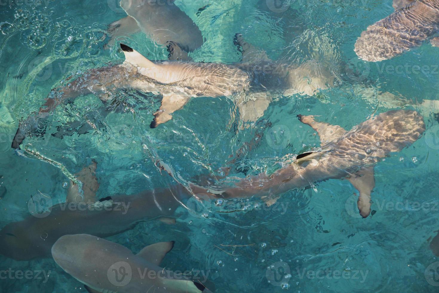 grupo de tiburones bebé nadando en agua de mar transparente en la isla karimun jawa foto