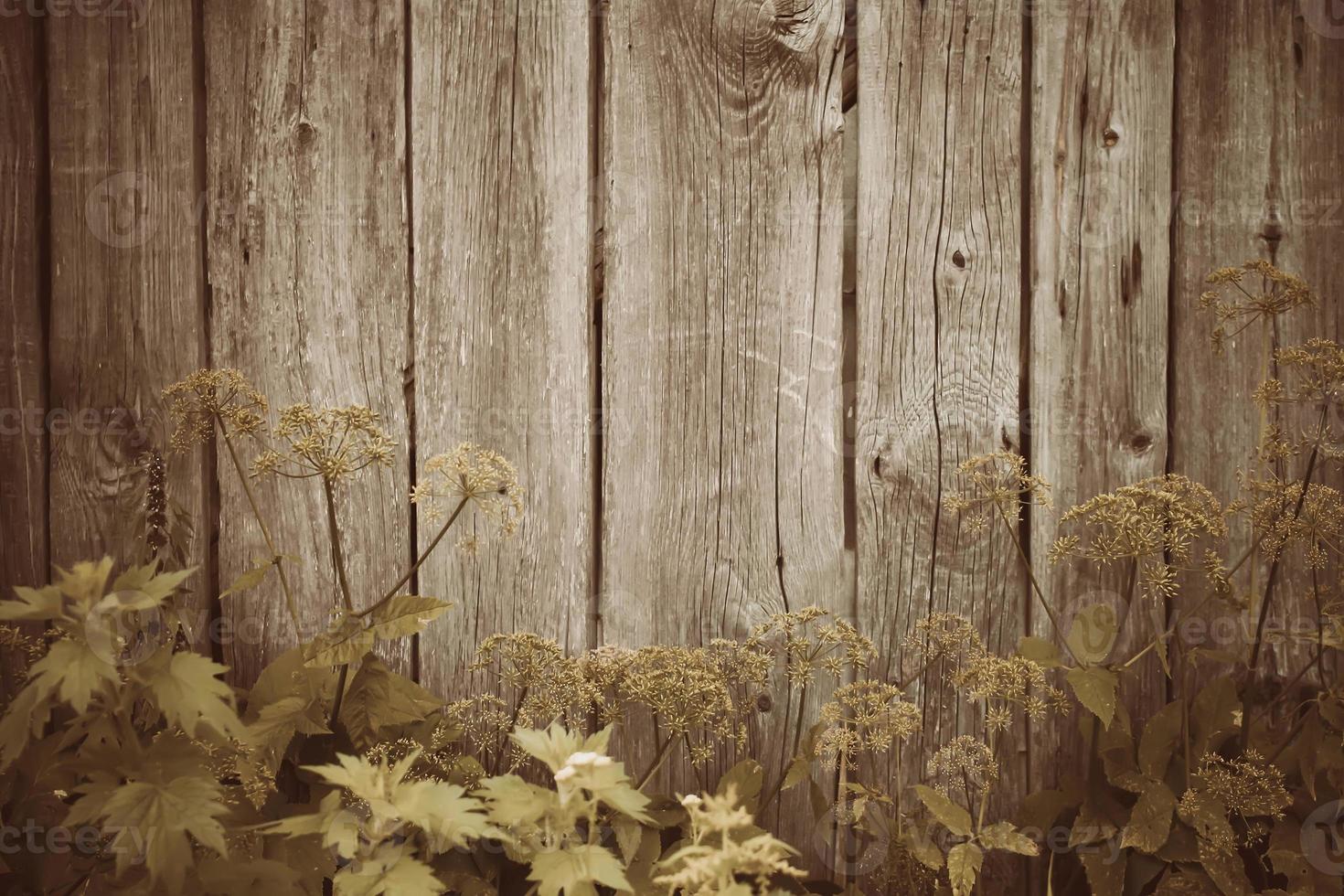 Wooden board texture. Natural wood background. photo