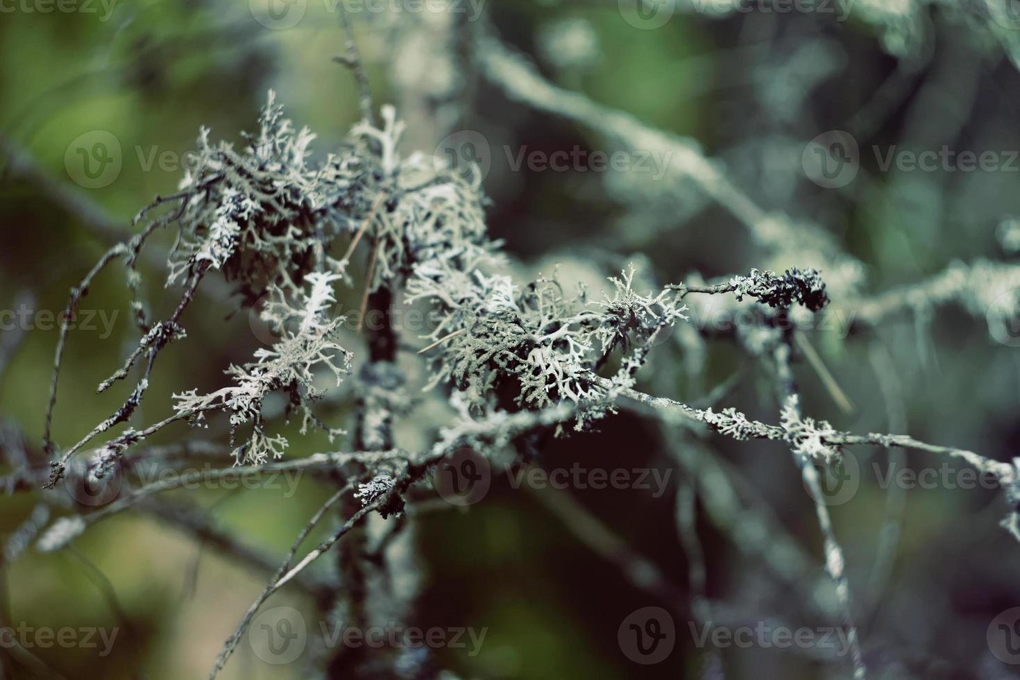 Moss in the forest photo