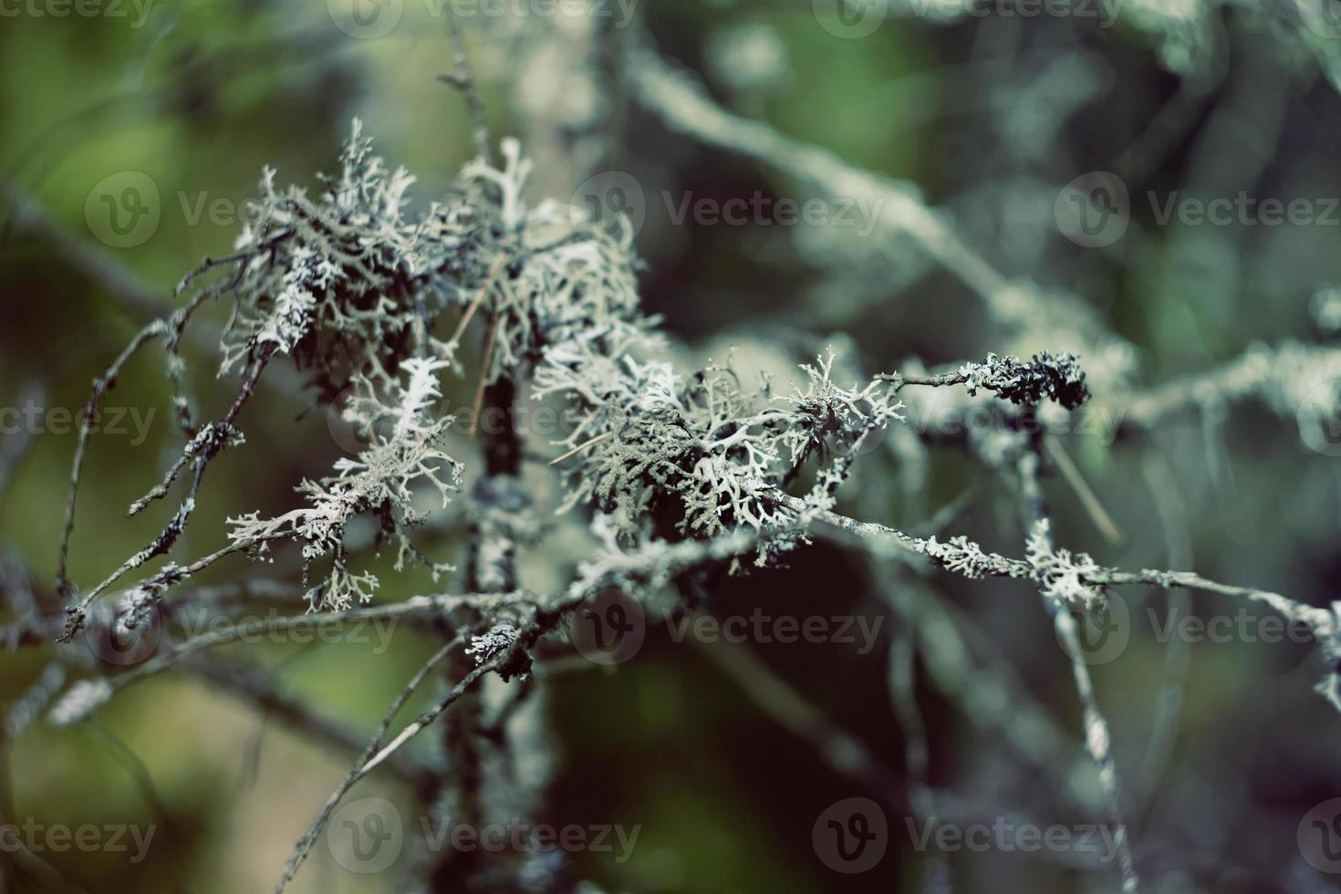 musgo en el bosque foto