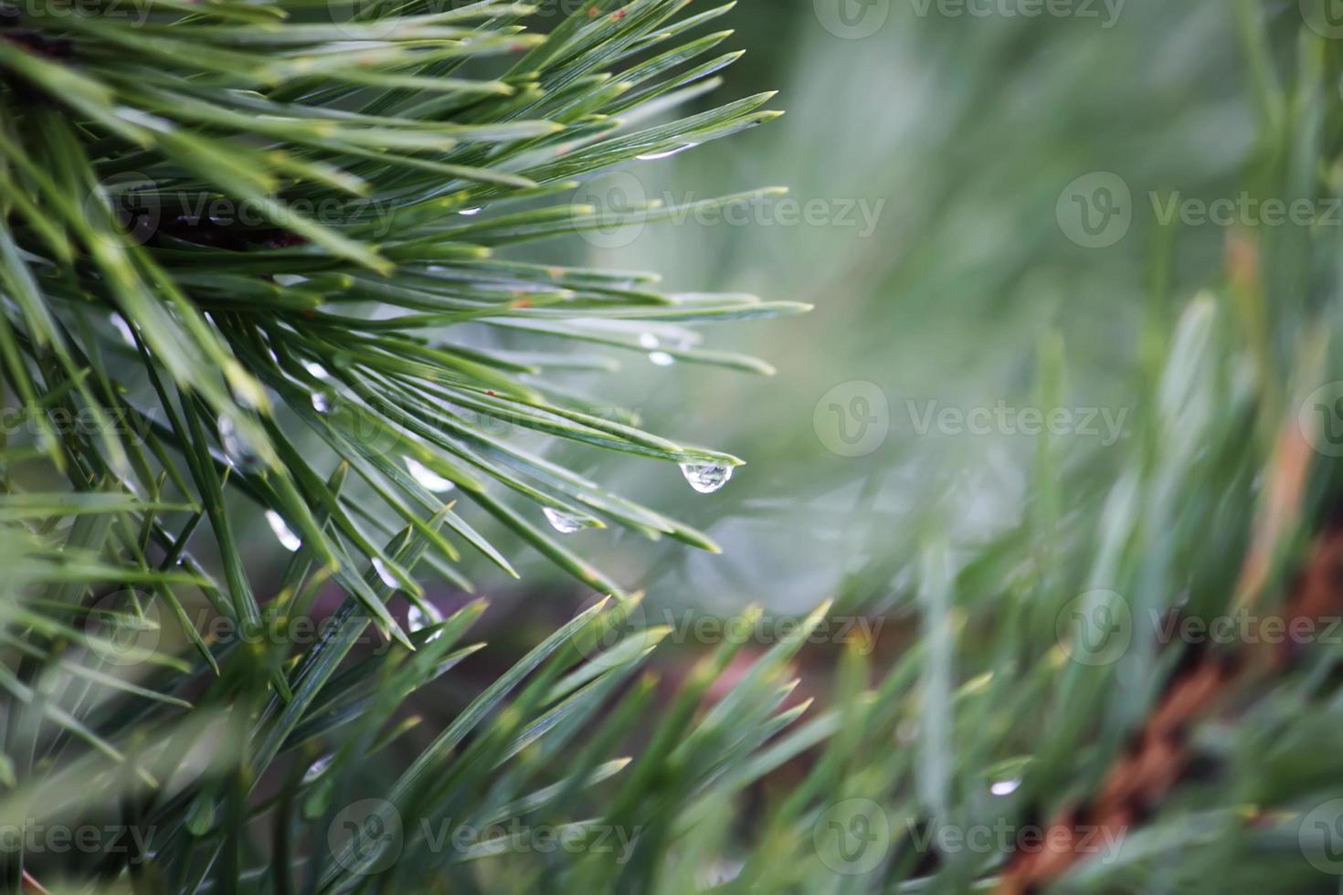 Beautiful pine tree branches photo