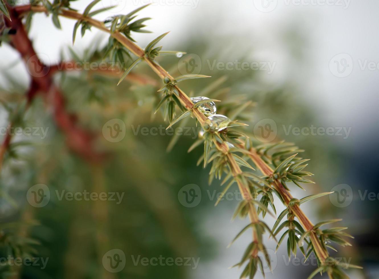 Beautiful pine tree branches photo