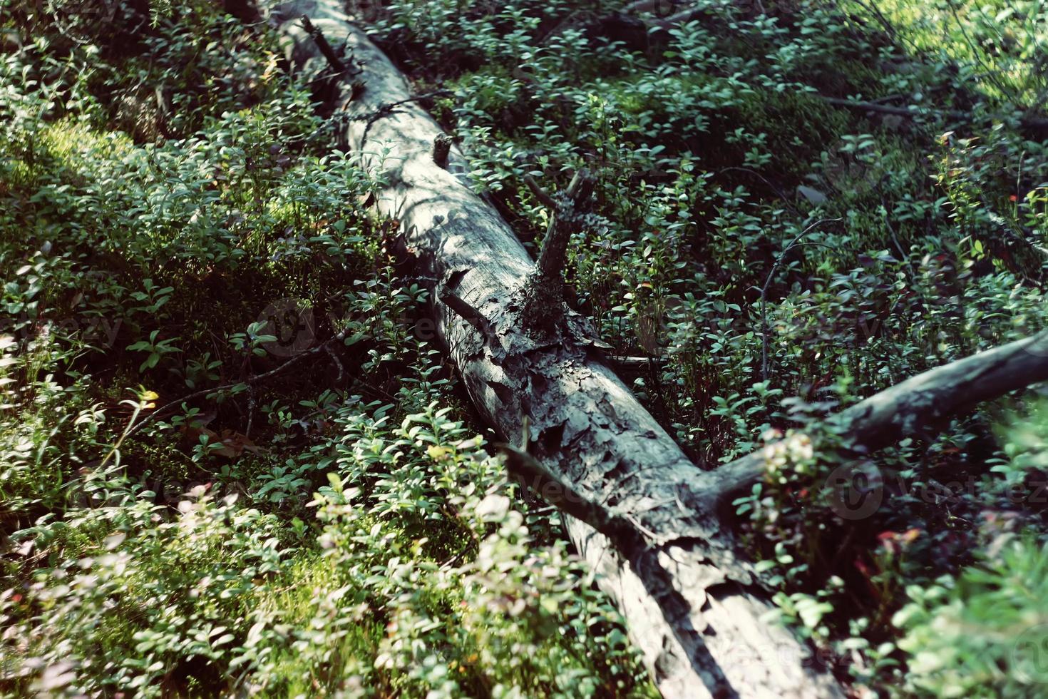 Moss in the forest photo