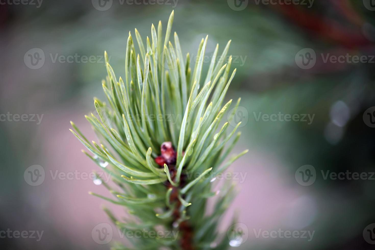 Beautiful pine tree branches photo