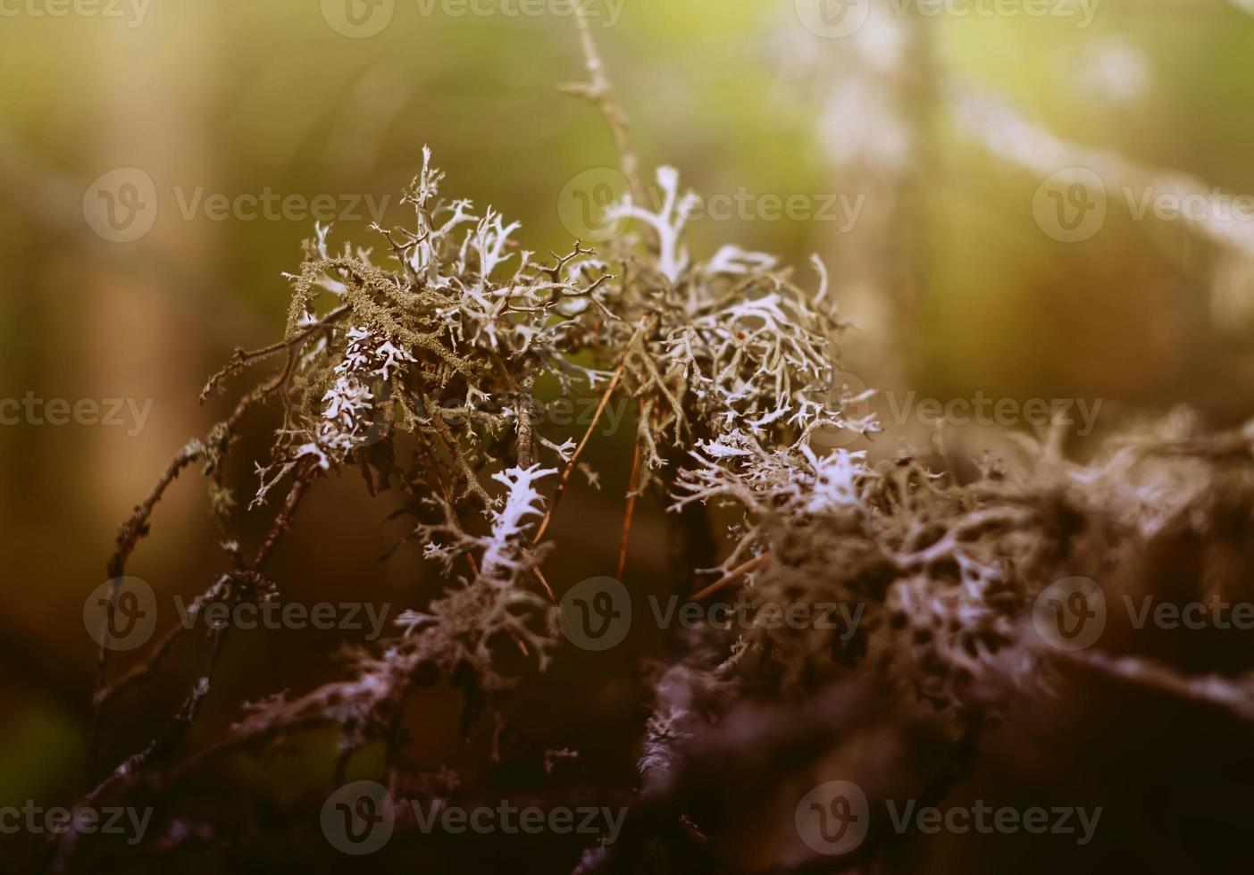 Moss in the forest photo