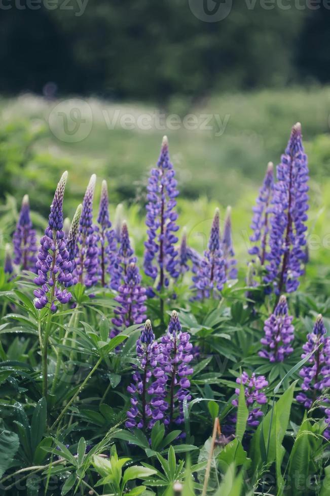 Close-up of wild purple lupines flowers. photo