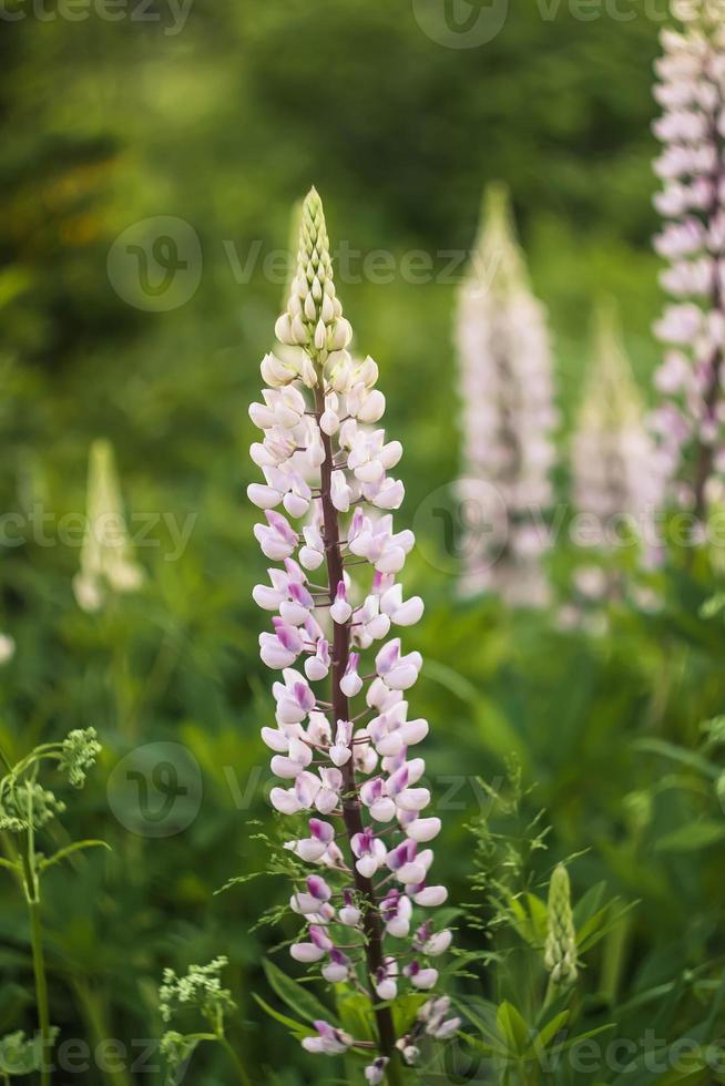 Close-up of wild purple lupines flowers. photo
