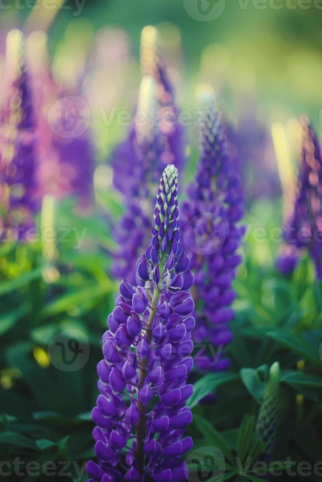 primer plano de flores silvestres de altramuces púrpura. foto