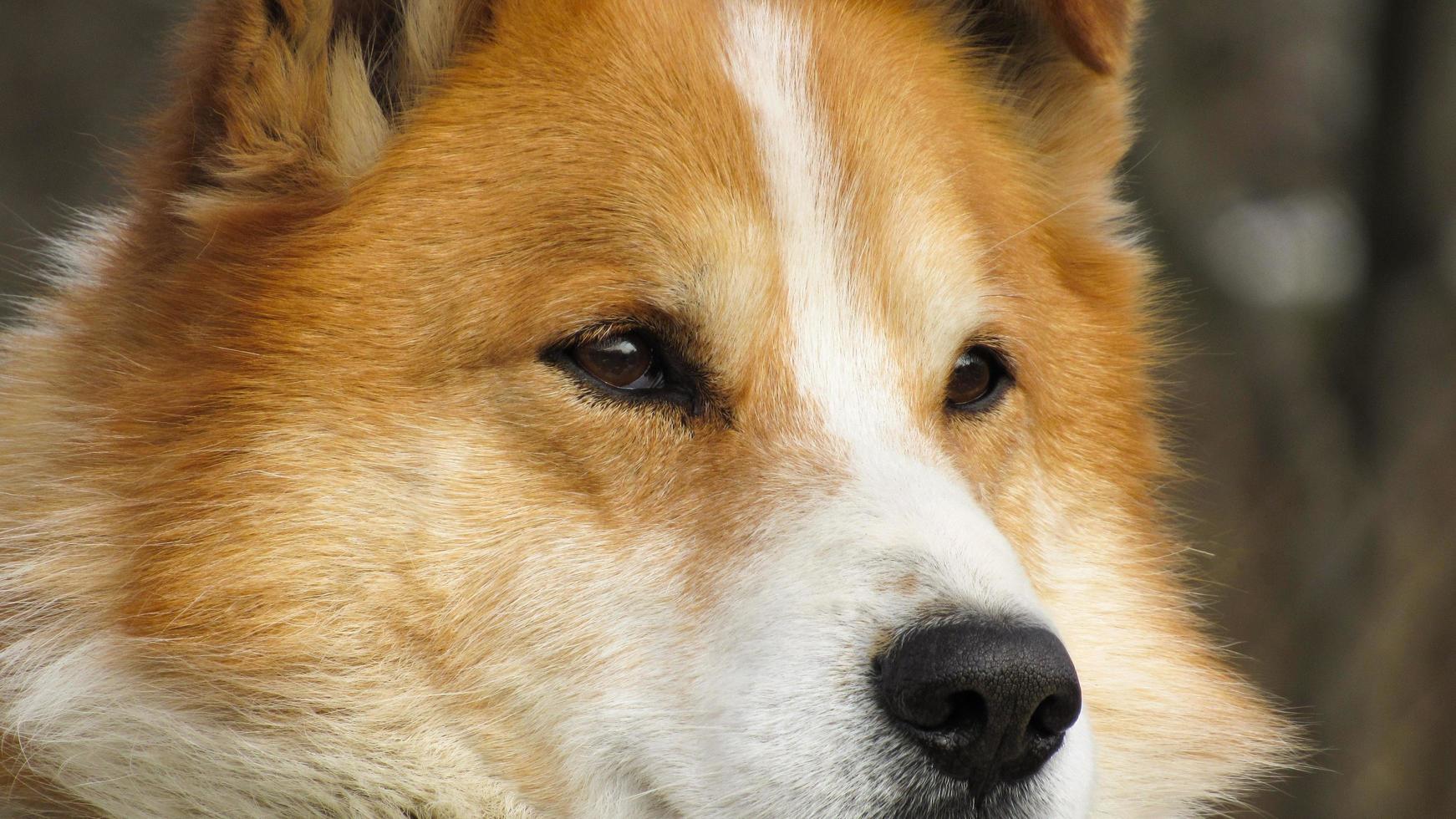 beautifull portrait of a red dog. Close-up photo of a dog