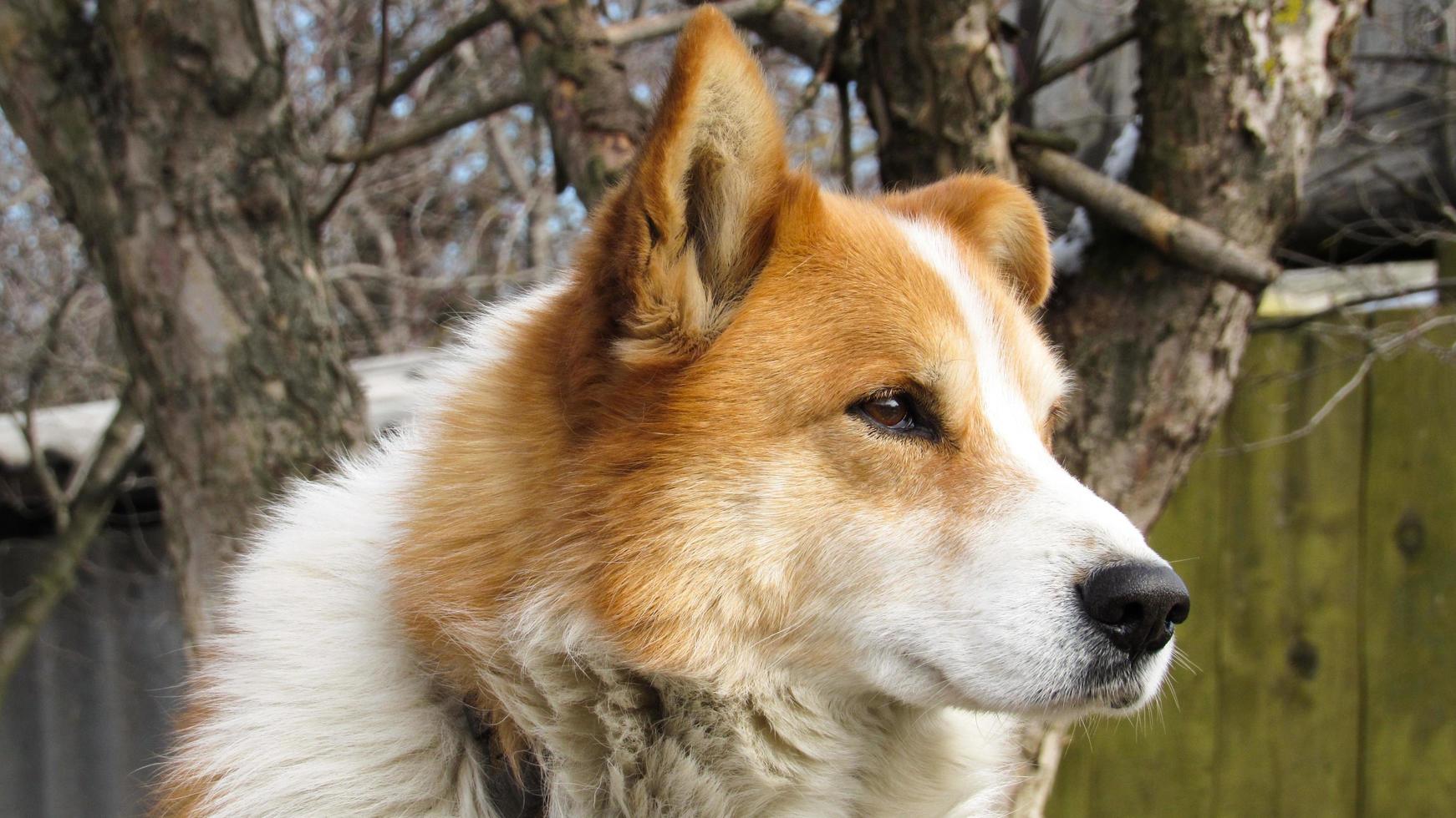 hermoso retrato de un perro rojo. foto de primer plano de un perro