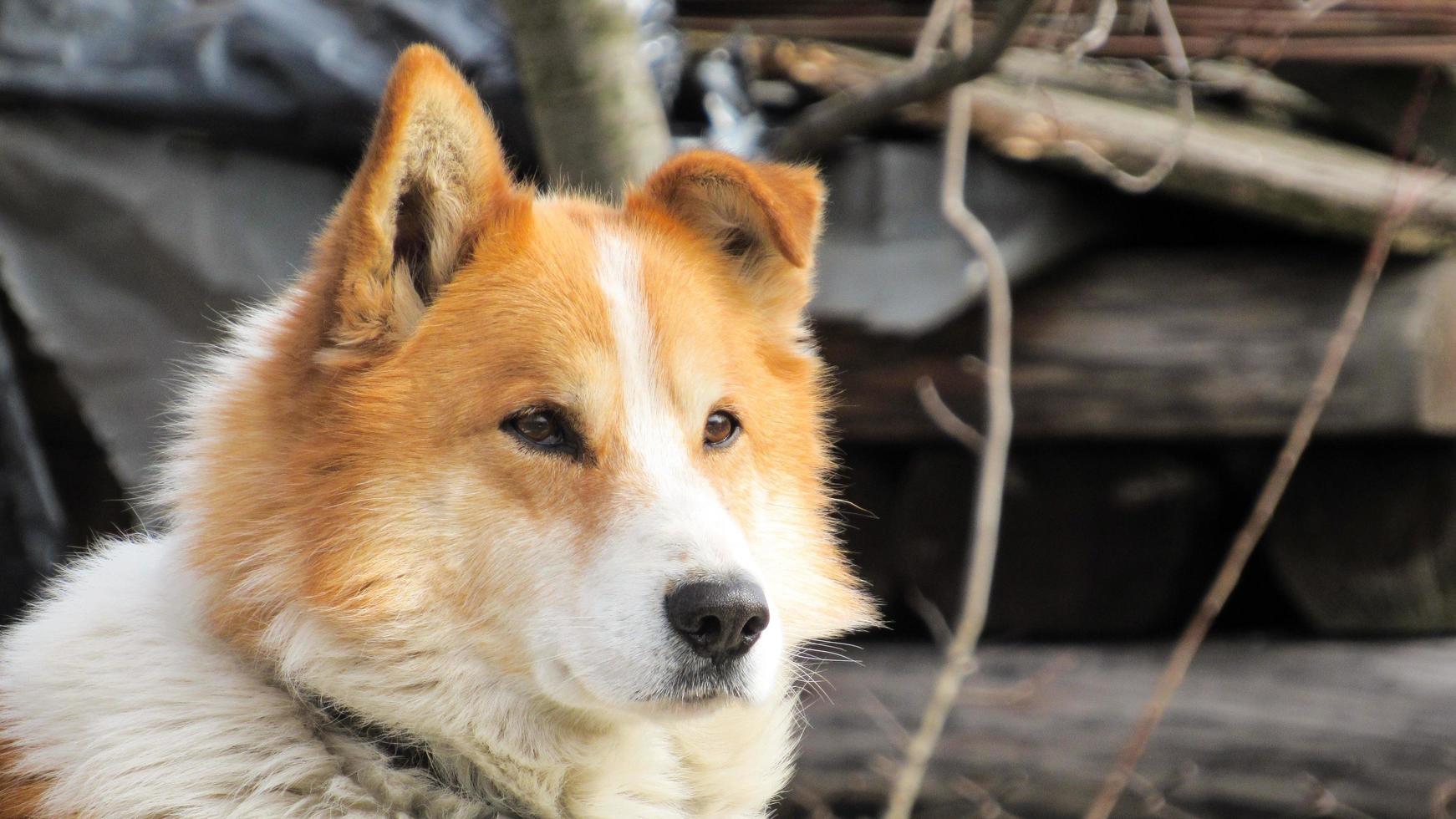 beautifull portrait of a red dog. Close-up photo of a dog