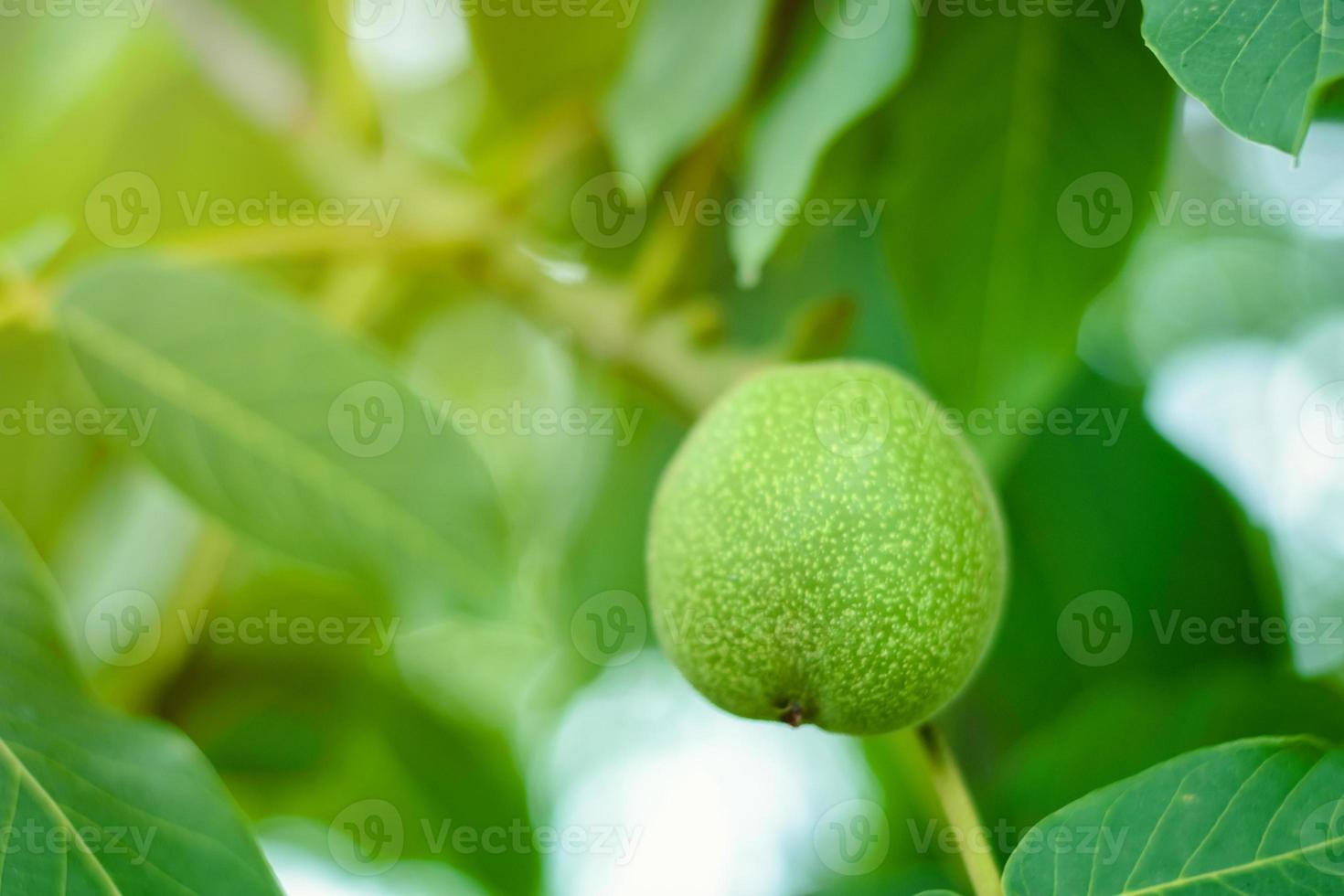 fruit of walnut and green leaves on tree branch photo