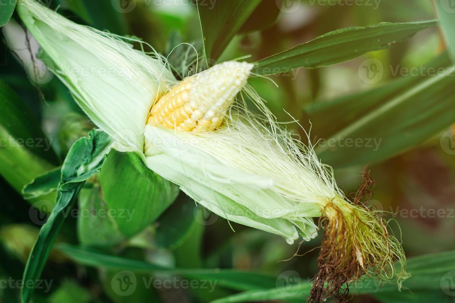 open cob of corn in the field photo