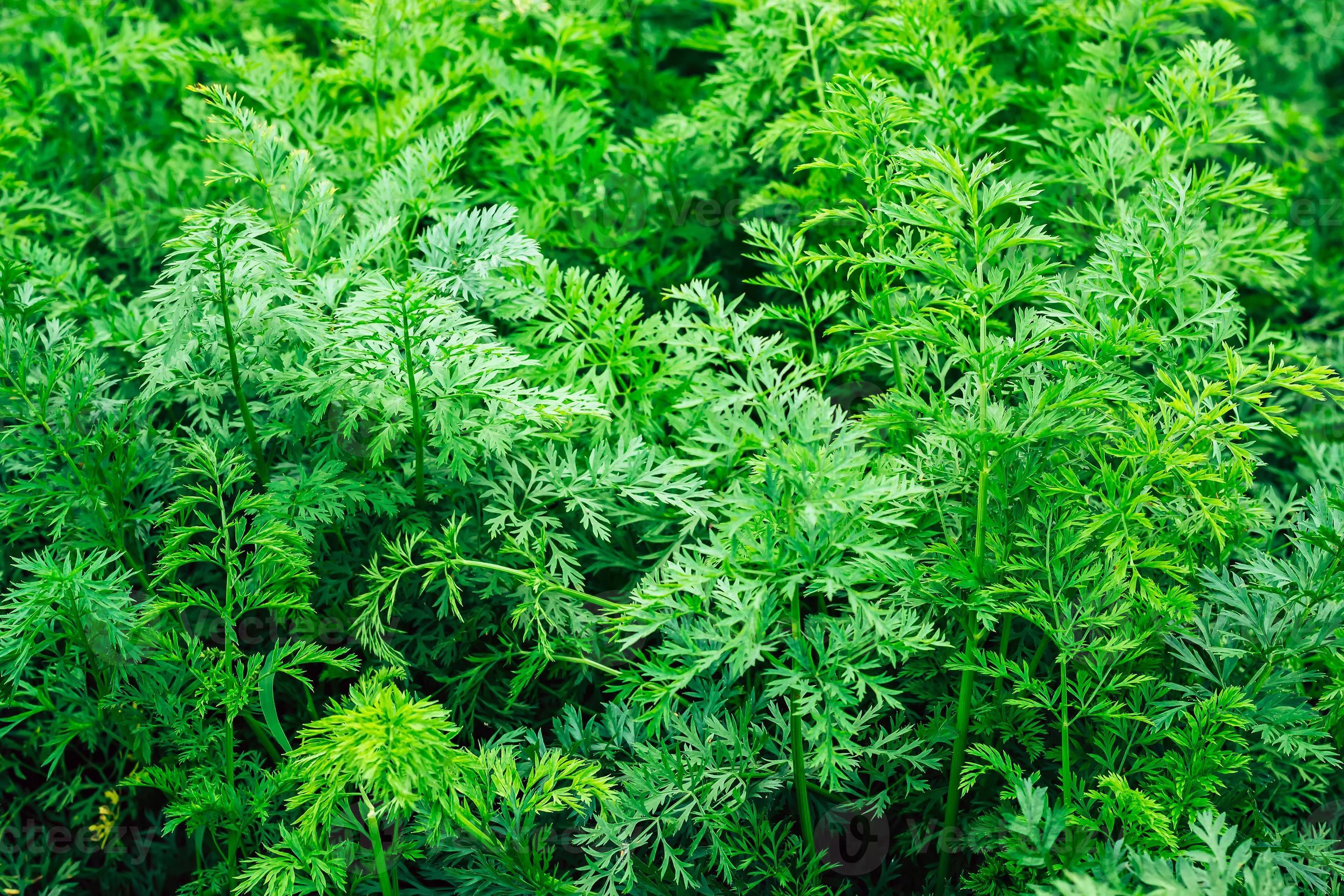 Young carrot background. Green carrot leaves as texture 6420098 Stock