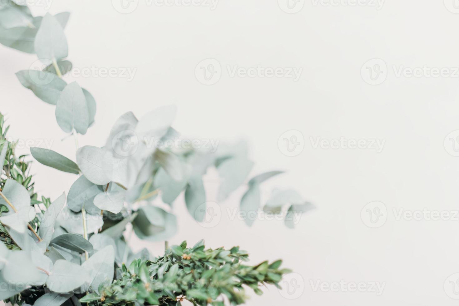 fresh eucalyptus leaves and boxwod branches defocused soft focus background. copy space. spring seasonal card. photo