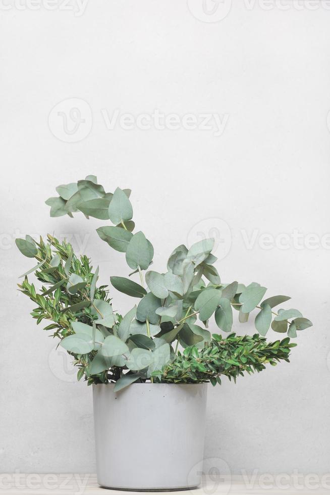 fresh eucalyptus leaves and boxwood in cement vase on wooden table, scandinavian minimal biophilic design. home plant decoration. seasonal spring decor photo