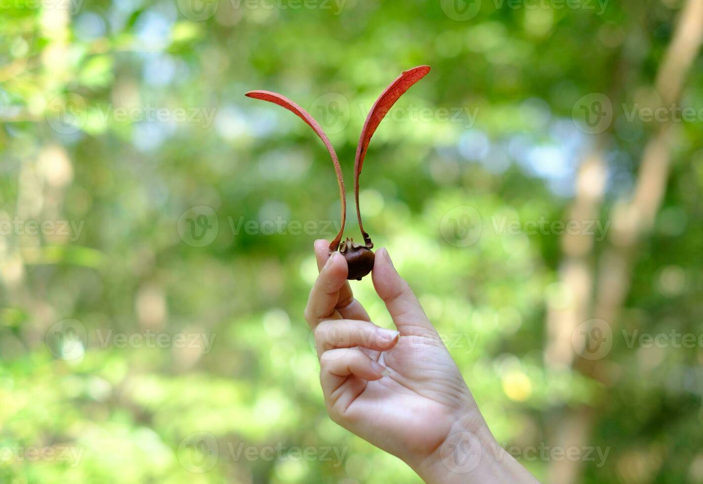 mano sosteniendo fruta alatus en el fondo verde borroso, nombre científico dipterocarpus alatus roxb, yang, gurjan, keruing foto