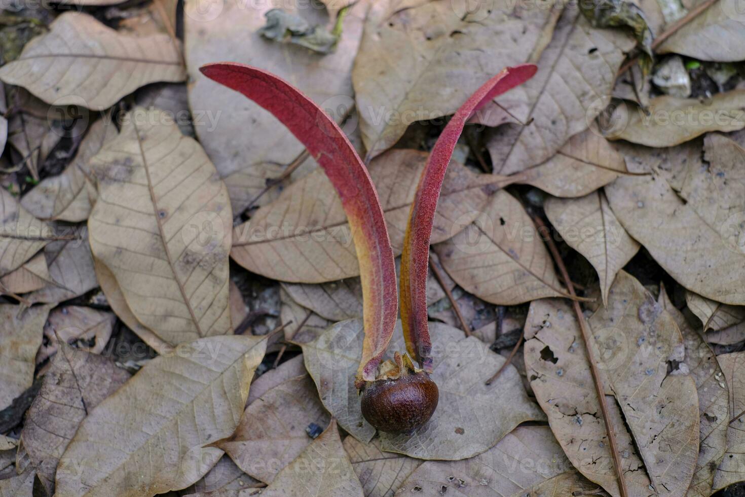 gurjan, keruing, yang naa semilla sobre fondo de hoja seca, nombre científico dipterocarpus alatus roxb foto