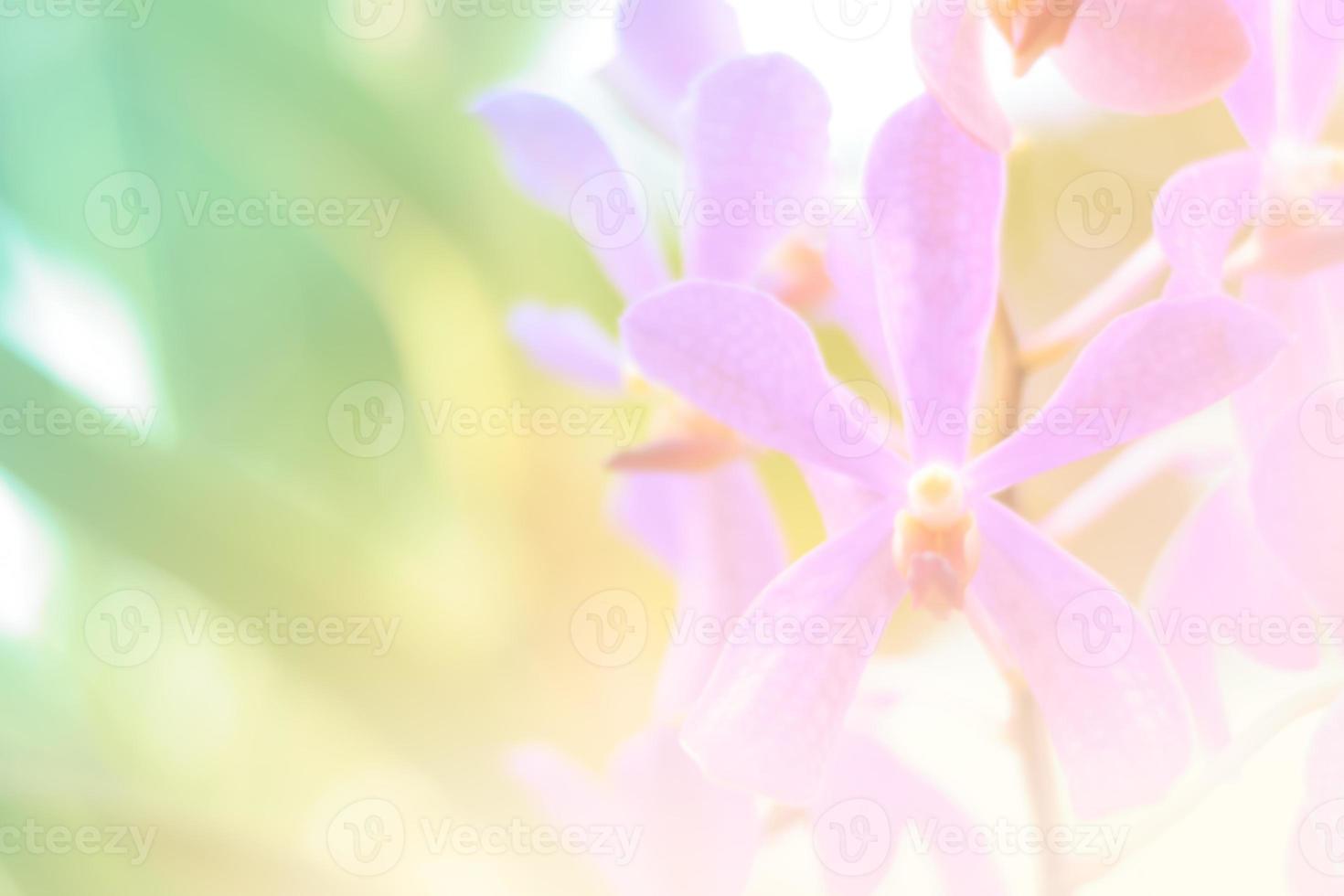 beautiful orchid flower background photo