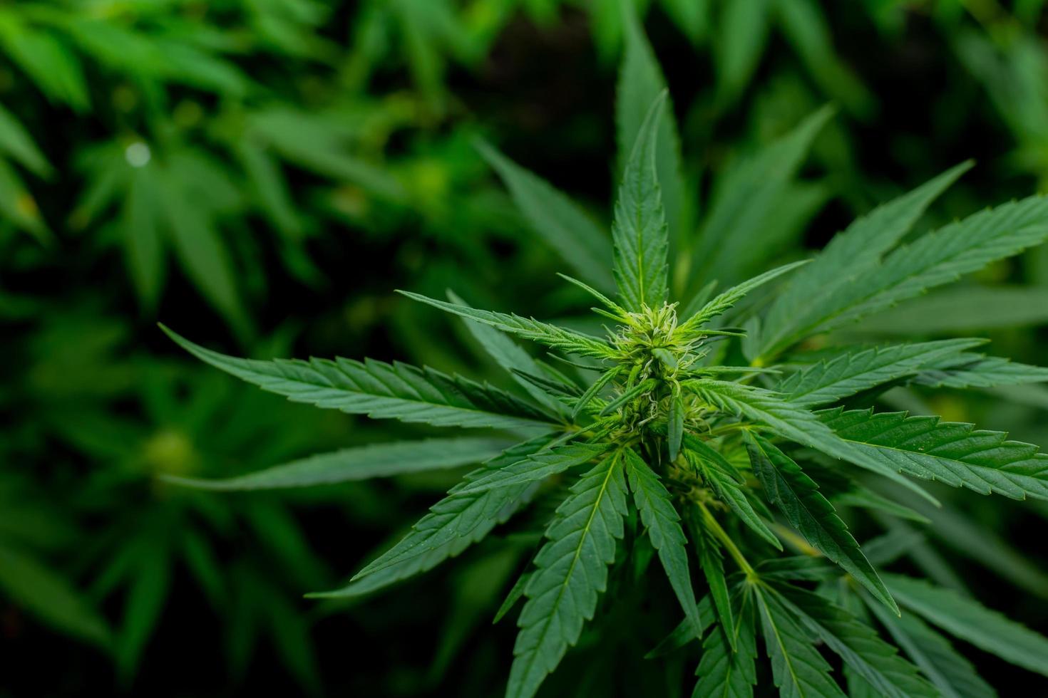 Green cannabis leaves for medicinal or culinary purposes photo