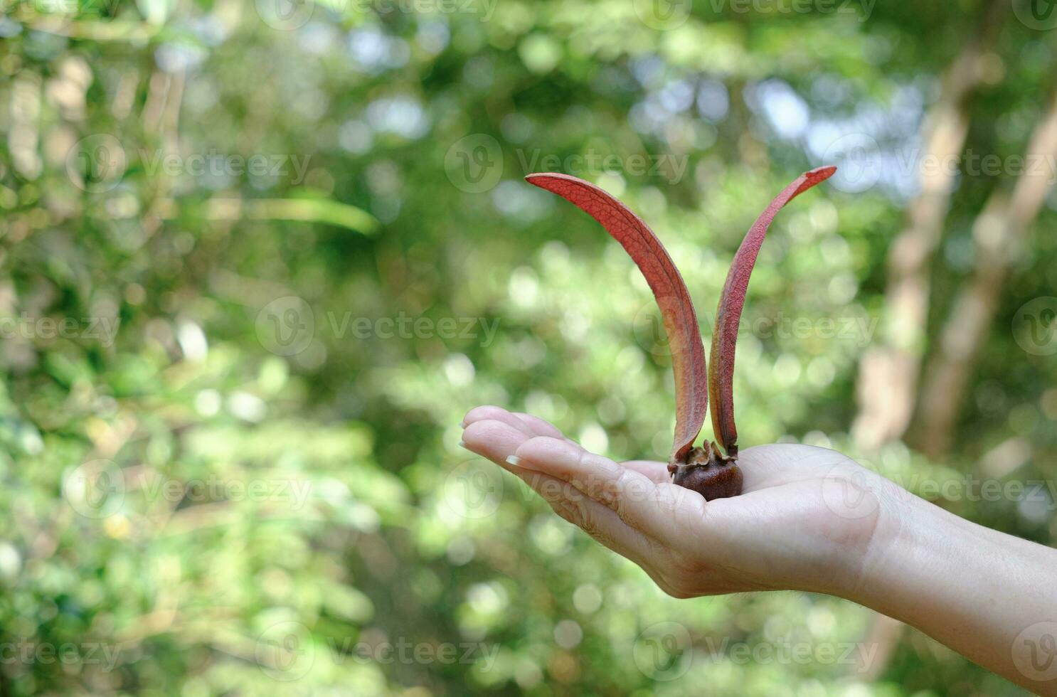 Hand holding alatus fruit at the green blurred background, scientific name dipterocarpus alatus roxb, yang, gurjan, Keruing photo