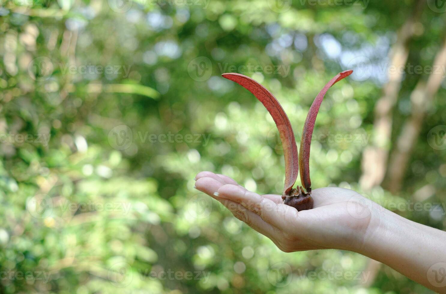 mano sosteniendo fruta alatus en el fondo verde borroso, nombre científico dipterocarpus alatus roxb, yang, gurjan, keruing foto