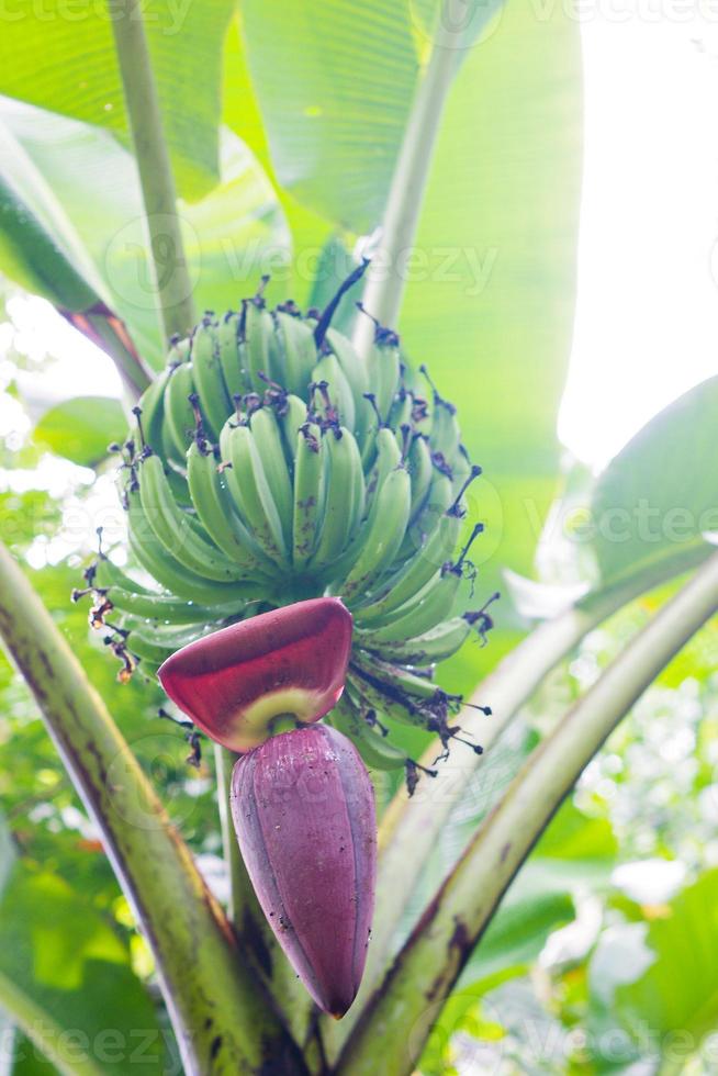Close up heart of banana tree photo