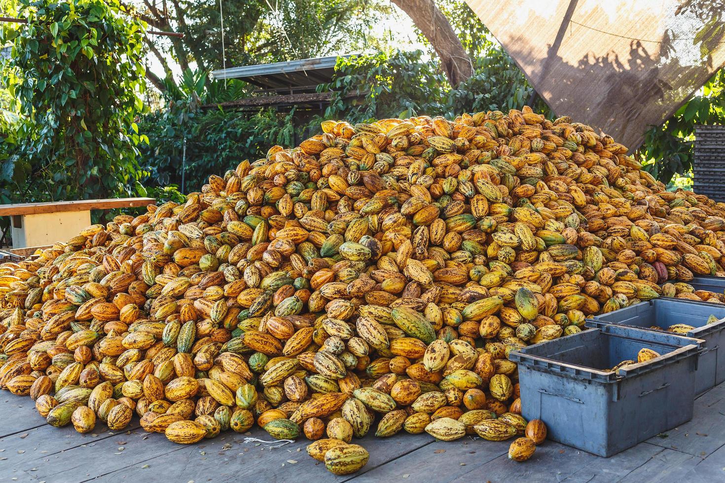 muchas vainas de cacao frescas en una fábrica de cacao. foto