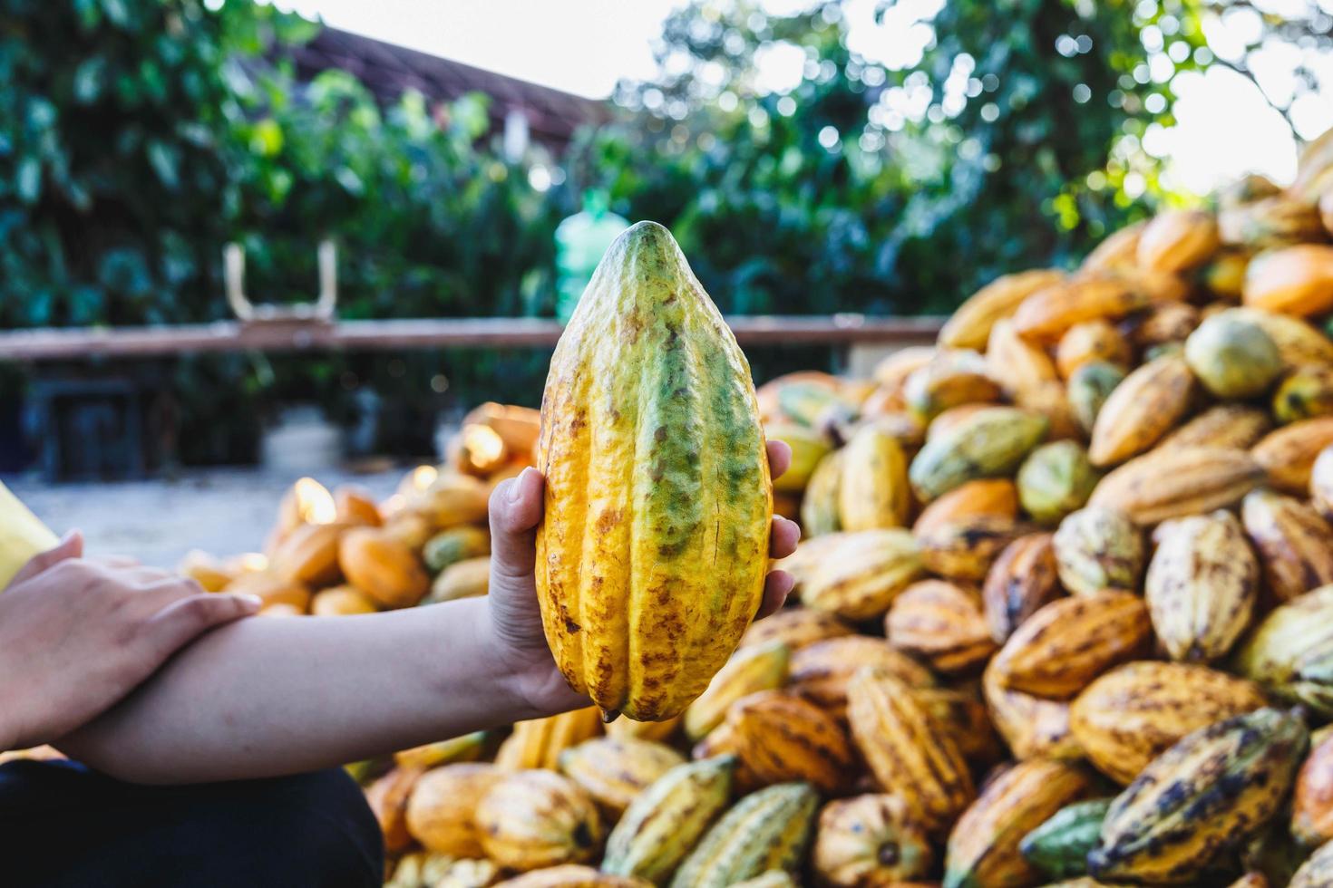 fresh cocoa pods in hand photo