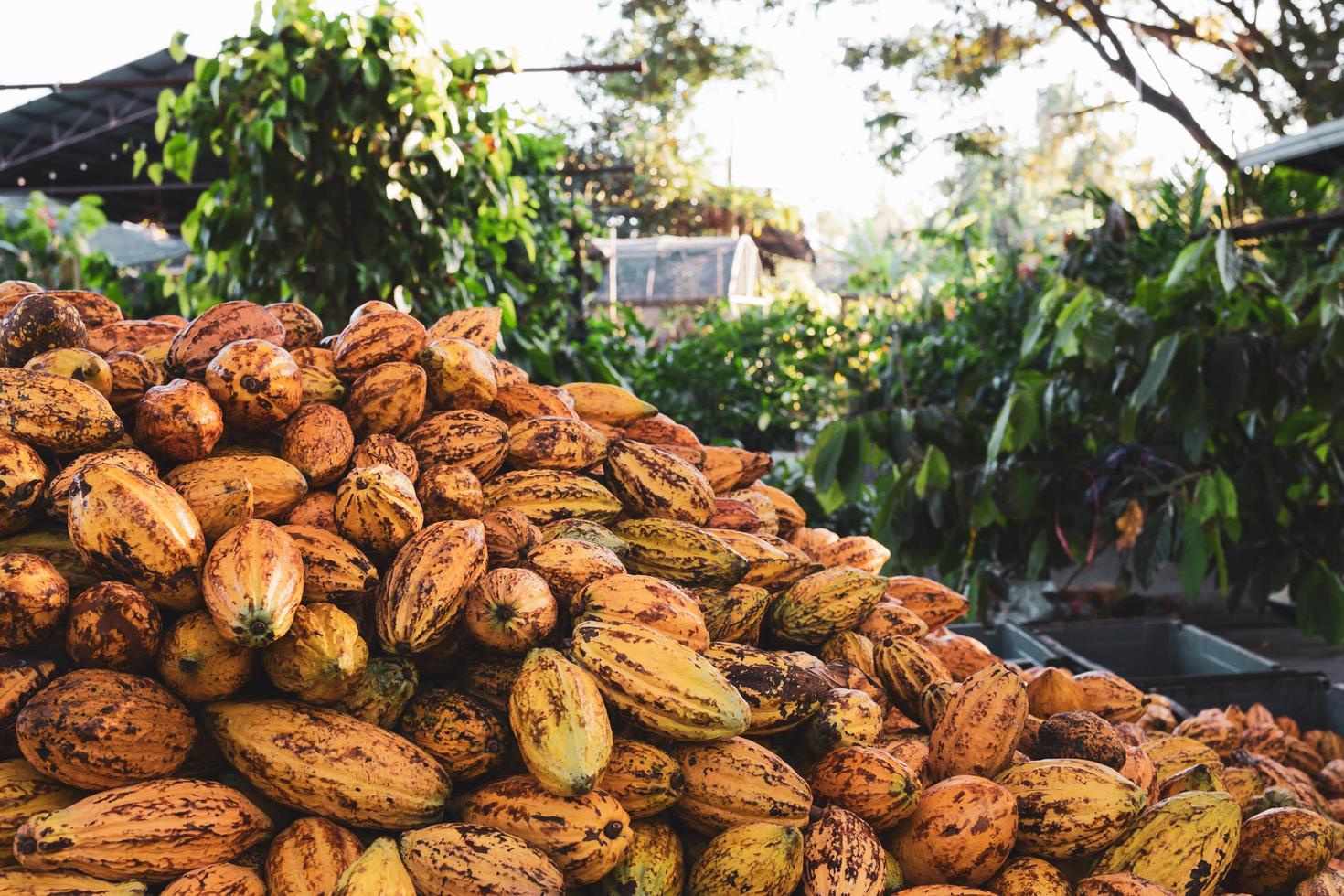 Lots of fresh cocoa pods in a cocoa factory. photo