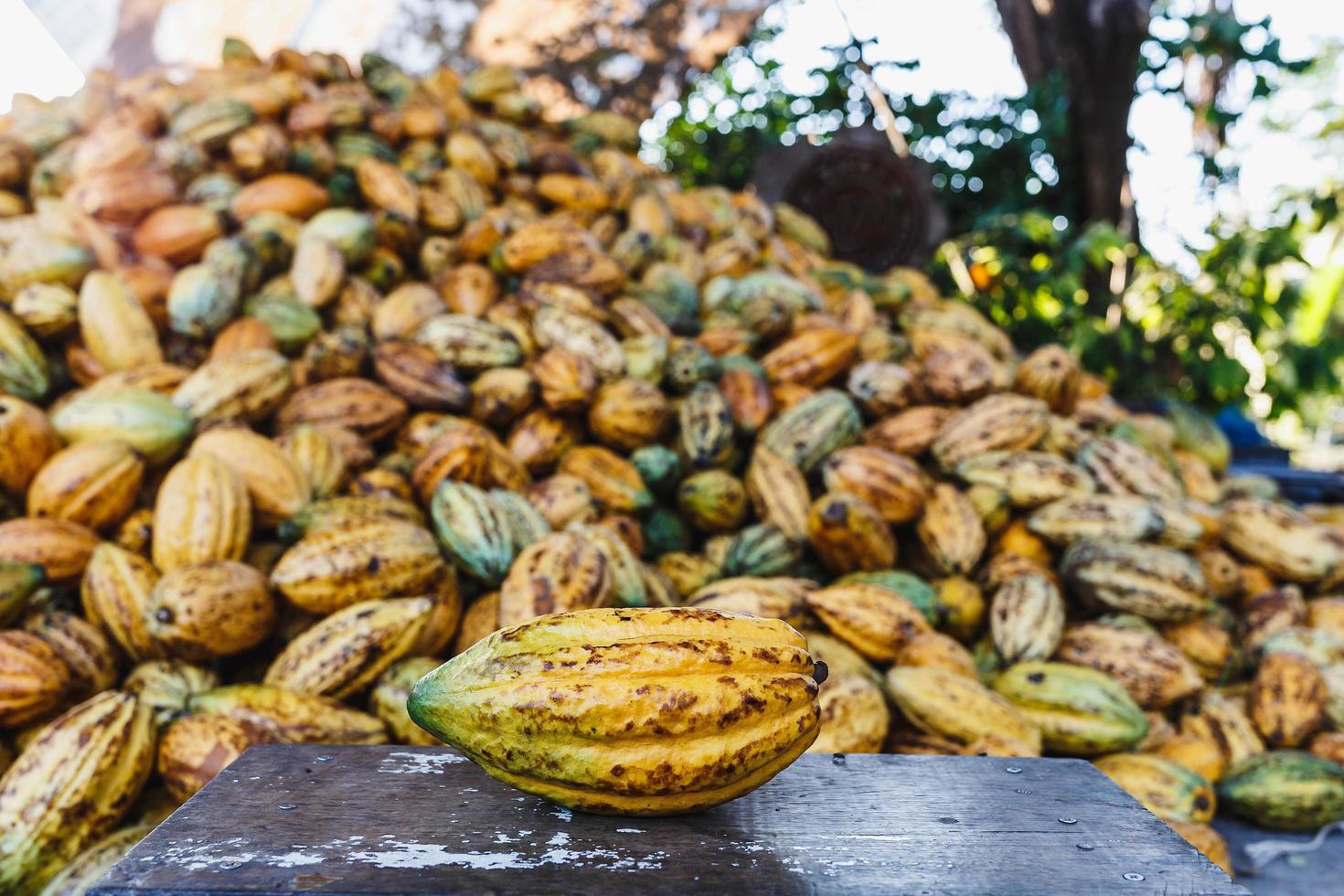 vaina de cacao y frutos de cacao sobre una superficie de madera. foto