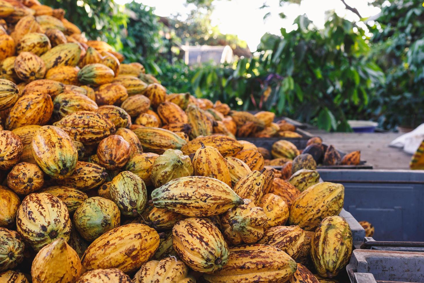 Lots of fresh cocoa pods in a cocoa factory. photo