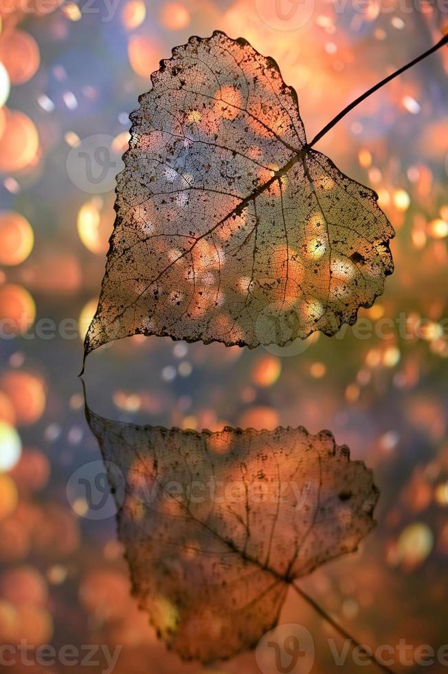 hojas de álamo transparentes secas de otoño y gotas de rocío foto