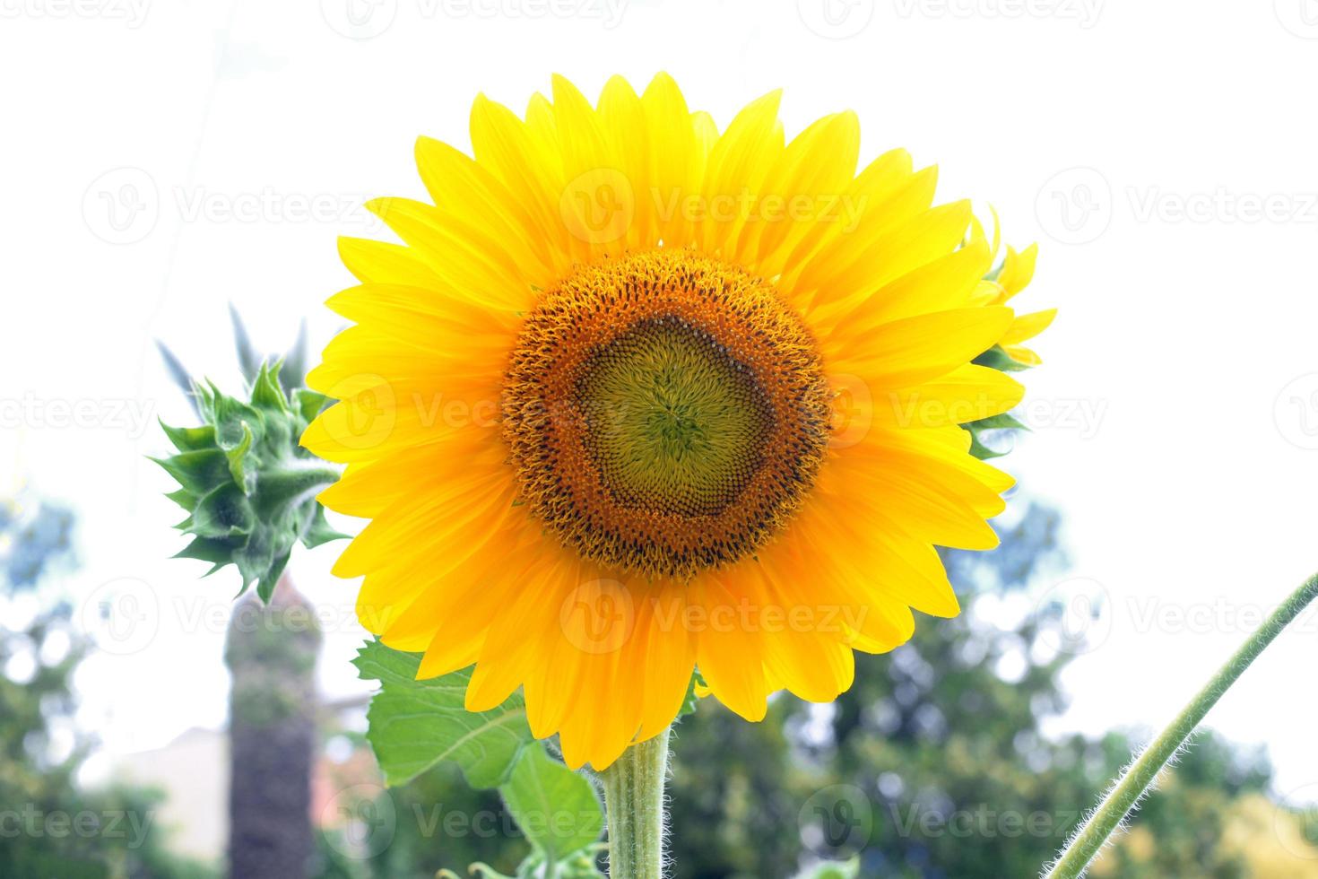 Sunflowers in a field on a sunny day. Field of sunflowers, blooming sunflowers. Gorgeous sunflower field with panoramic views by summer.A blooming sunflower. photo