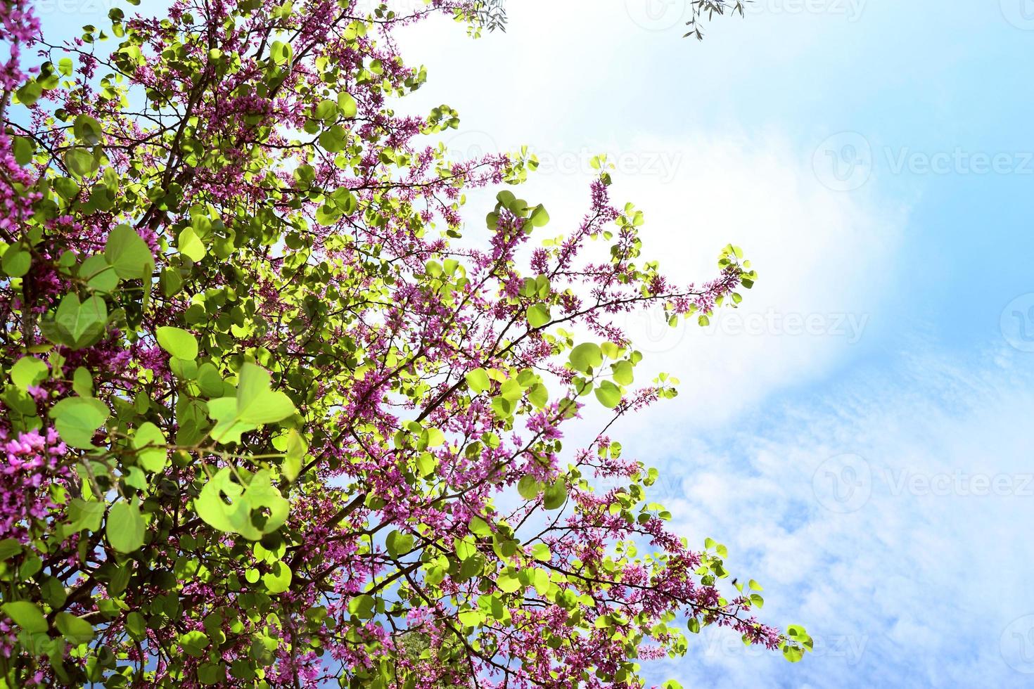 flor de primavera púrpura. árbol de flores de judas o cercis canadensis.árbol de primavera con flores rosas. rama de flores de ciclamor rosa. foto