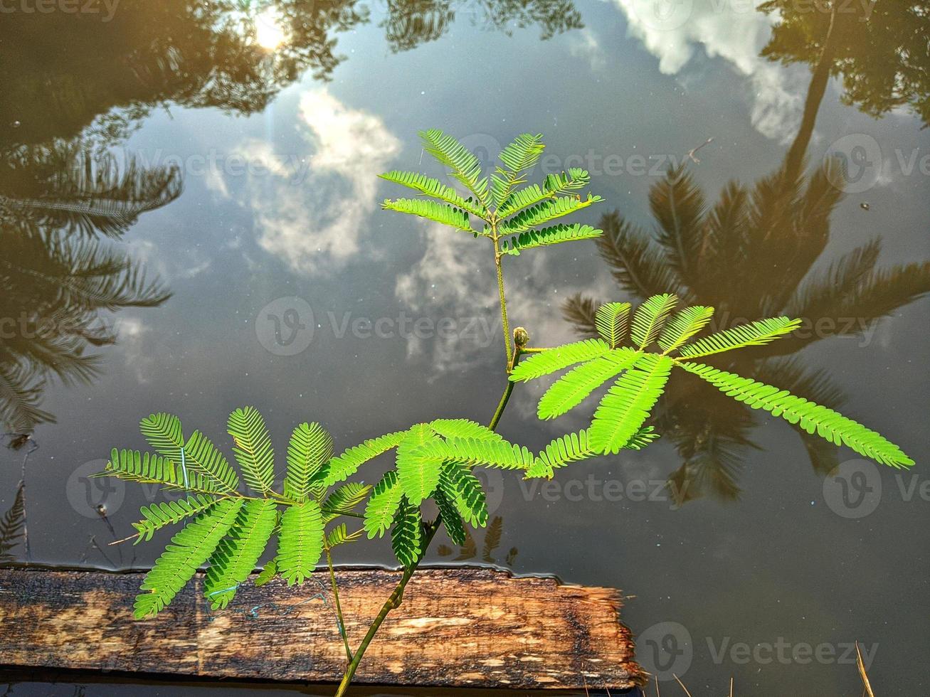 plantas que crecen junto al lago para el fondo de la naturaleza. foto