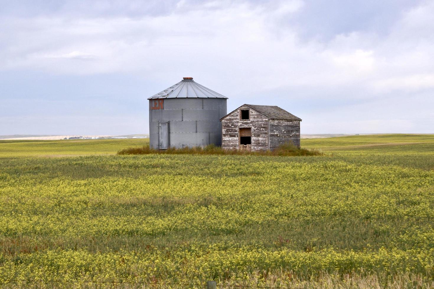 un silo de acero más nuevo y un antiguo granero de madera se sientan uno al lado del otro en un campo de canola foto