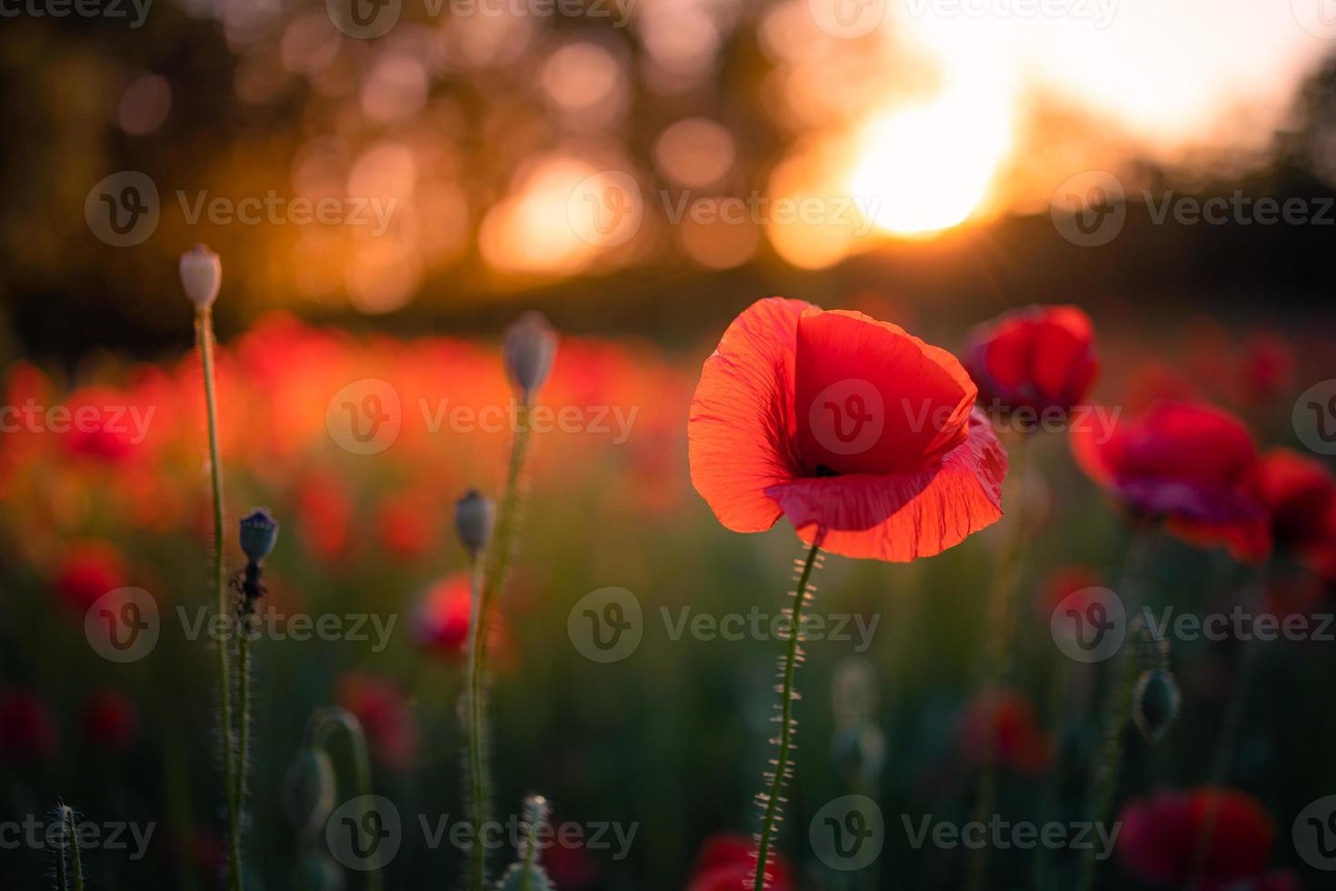 Beautiful field of red poppies in the sunset light. Close up of red poppy flowers in meadow field. Beautiful nature landscape. Romantic red flowers. photo