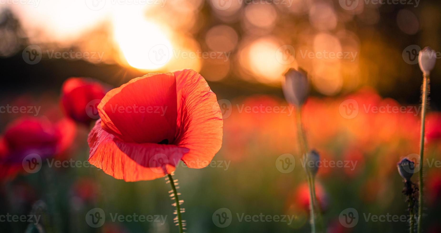 Beautiful field of red poppies in the sunset light. Close up of red poppy flowers in meadow field. Beautiful nature landscape. Romantic red flowers. photo