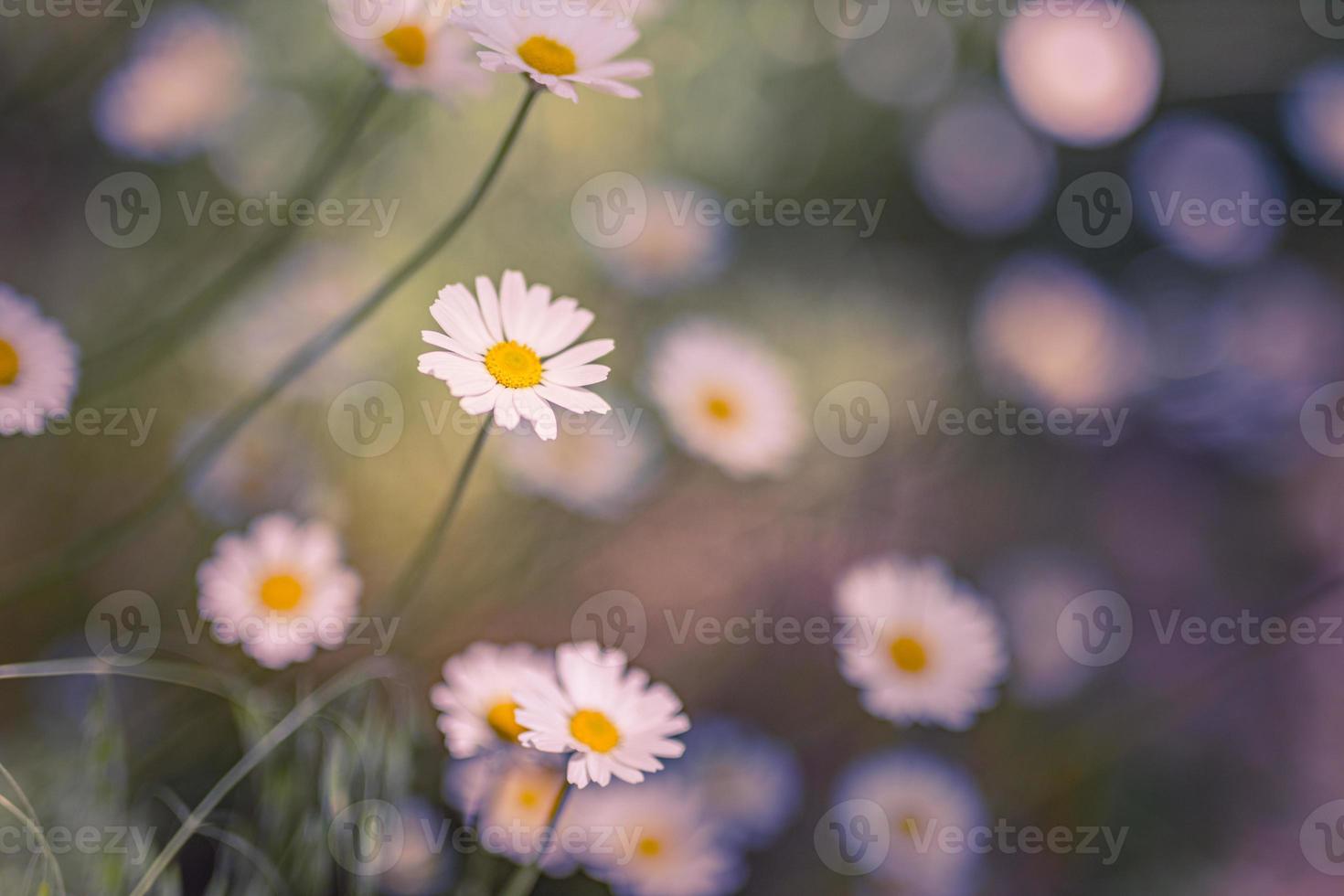 Abstract soft focus sunset field landscape of white flowers daisy grass meadow warm cold toned sunset sunrise time. Tranquil spring summer nature closeup and blurred forest background. Abstract nature photo