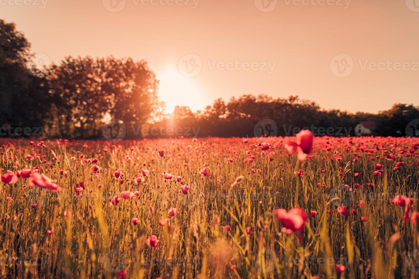 Stunning poppy field landscape under summer sunlight and bright sky. Idyllic nature scenic, colorful blooming floral natural background photo