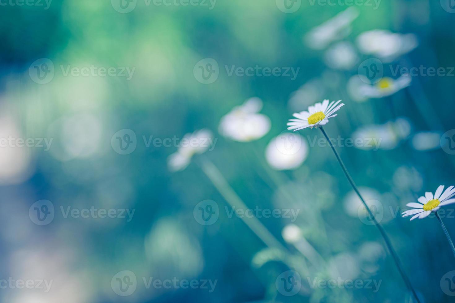 Abstract soft focus sunset field landscape of white flowers daisy grass meadow warm cold toned sunset sunrise time. Tranquil spring summer nature closeup and blurred forest background. Abstract nature photo