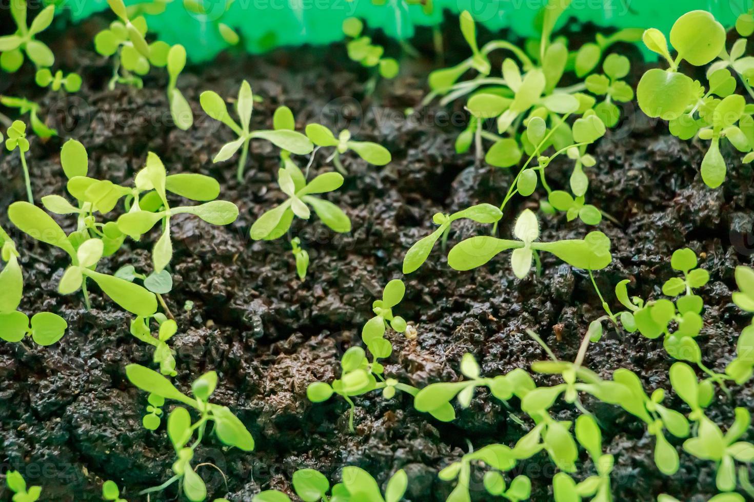 Microgreens close up. Seedling greenery for planting in the garden. photo