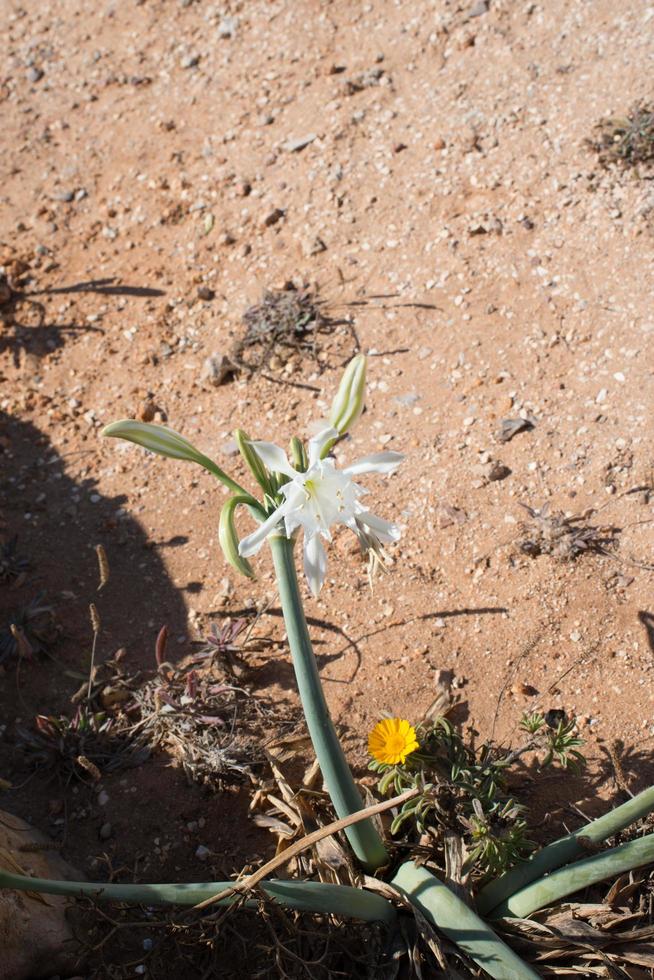 Sand lilly plant blooming near Cape of Saint Vincent, Algarve, Portugal photo