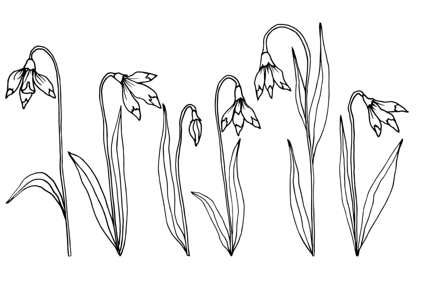Hand drawn sketch style snowdrops set. Flowers and leaves. Vector illustration.
