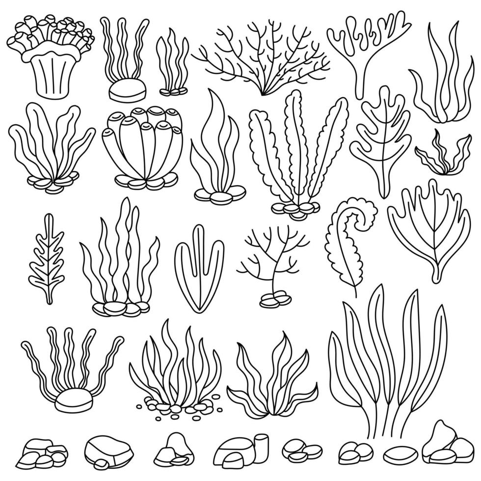 conjunto de algas. hierba de agua libro para colorear a mano alzada.  ilustración vectorial aislado sobre fondo blanco 6423581 Vector en Vecteezy